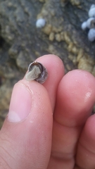 Echinolittorina modesta