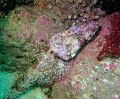 Thysanophrys cirronasus