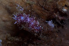 Paraflabellina funeka