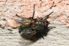 Protocalliphora azurea