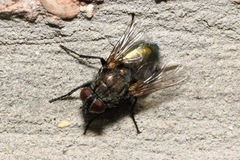 Protocalliphora azurea
