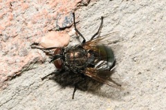 Protocalliphora azurea