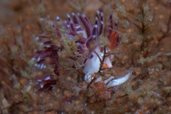 Cratena sp-a