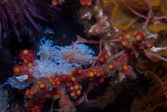 Phyllodesmium horridum