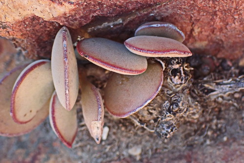 Adromischus maculatus