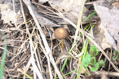 Strobilurus tenacellus