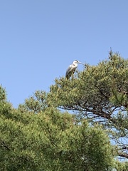 Ardea cinerea
