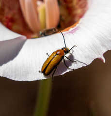 Nemognatha scutellaris
