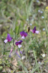 Lathyrus digitatus