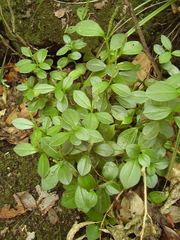 Peperomia urvilleana