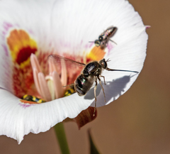 Eulonchus marginatus