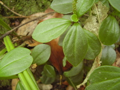 Peperomia urvilleana