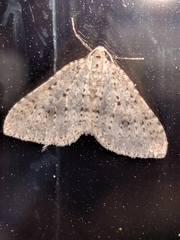 Colostygia multistrigaria