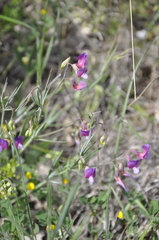 Lathyrus digitatus