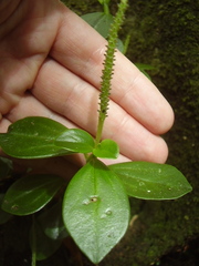 Peperomia urvilleana