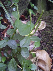 Peperomia urvilleana
