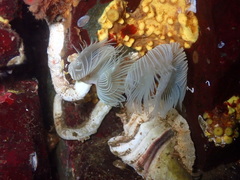 Protula pacifica