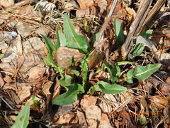 Bistorta officinalis