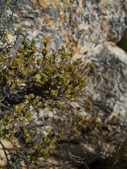 Cliffortia carinata