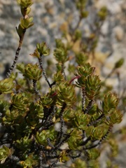 Cliffortia carinata