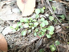 Viola cleistogamoides