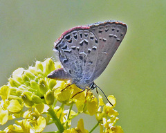 Satyrium behrii