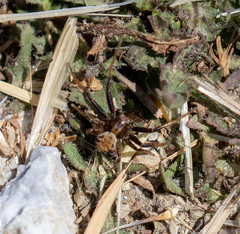 Xysticus californicus