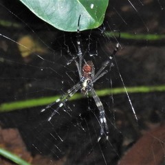 Argiope radon