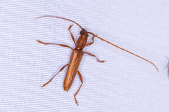 Aneflomorpha seminuda