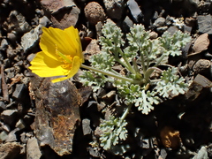Eschscholzia hypecoides