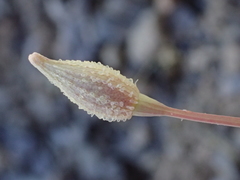 Eschscholzia hypecoides