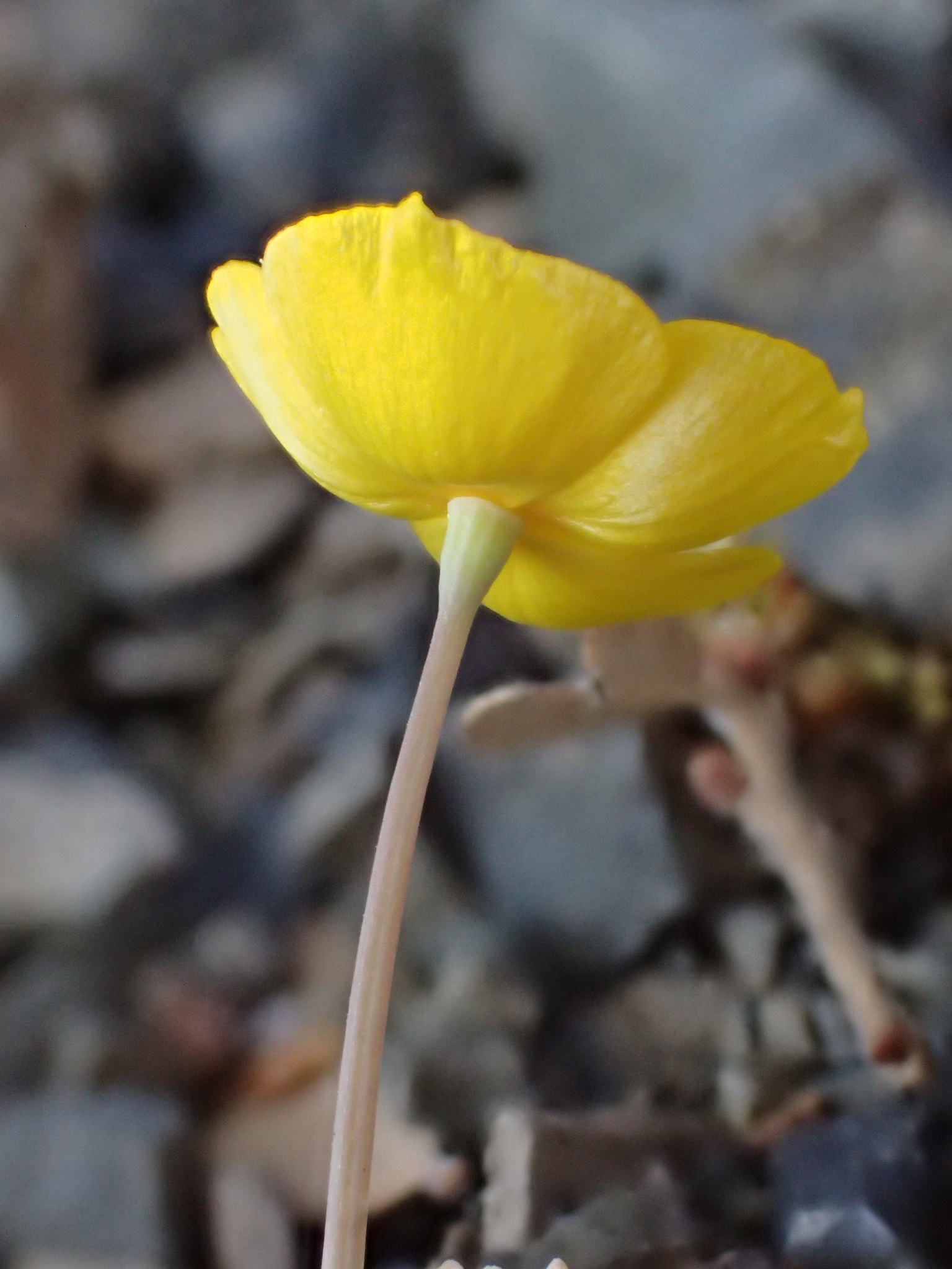 Eschscholzia hypecoides