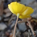 San Benito Poppy - Photo (c) Damon Tighe, some rights reserved (CC BY-NC), uploaded by Damon Tighe