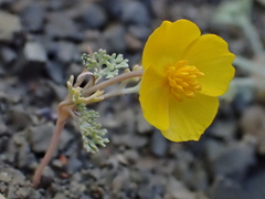 Eschscholzia hypecoides