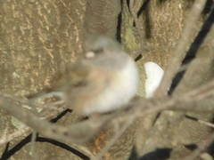Junco hyemalis mearnsi