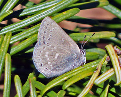 Satyrium semiluna