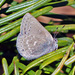 Sagebrush Sooty Hairstreak - Photo (c) Paul Prappas, some rights reserved (CC BY-NC), uploaded by Paul Prappas