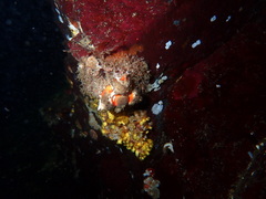 Rhinolithodes wosnessenskii