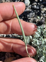 Eschscholzia hypecoides