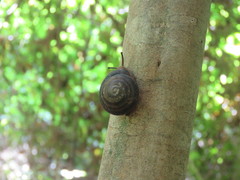 Dentellaria perplexa