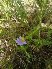 Felicia aethiopica