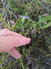 Felicia aethiopica