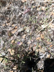 Monardella douglasii