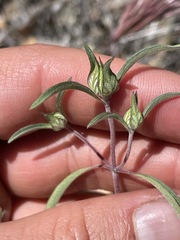 Monardella douglasii