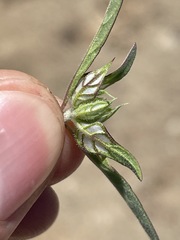 Monardella douglasii