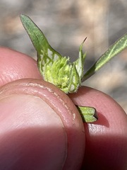 Monardella douglasii