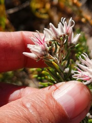 Phyliceae