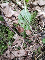 Mycena plumipes