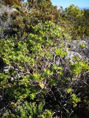 Leucospermum bolusii