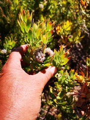 Leucospermum bolusii